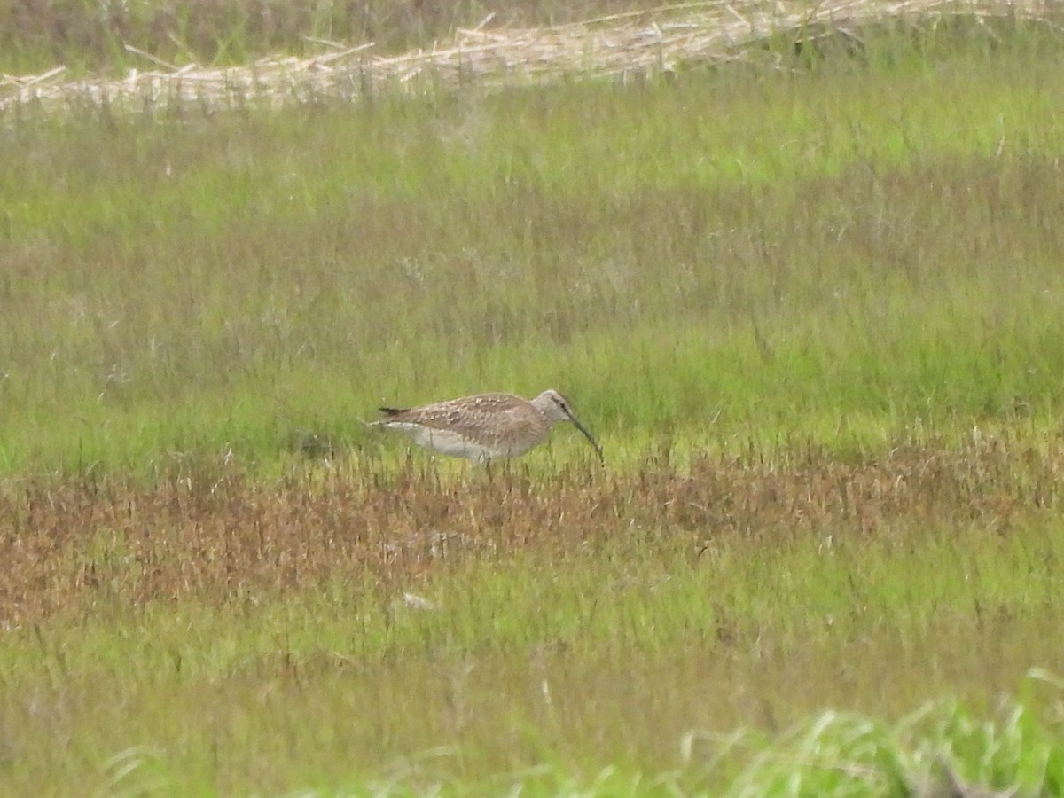 Whimbrel - ML620081893