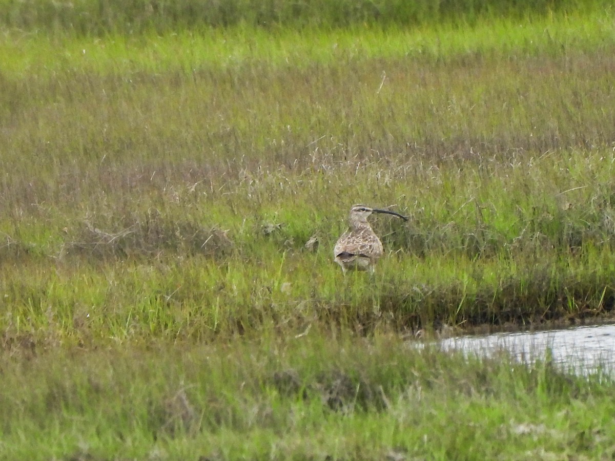 Whimbrel - Susan Brauning