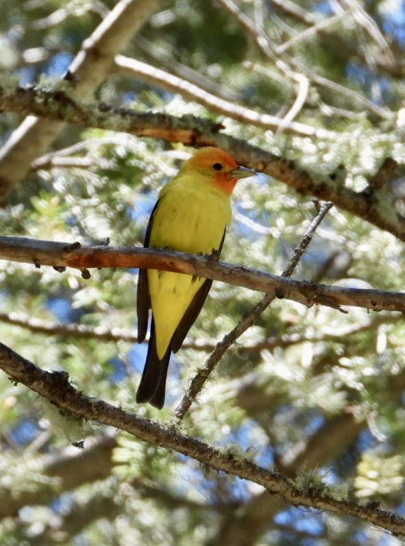 Western Tanager - ML620081897