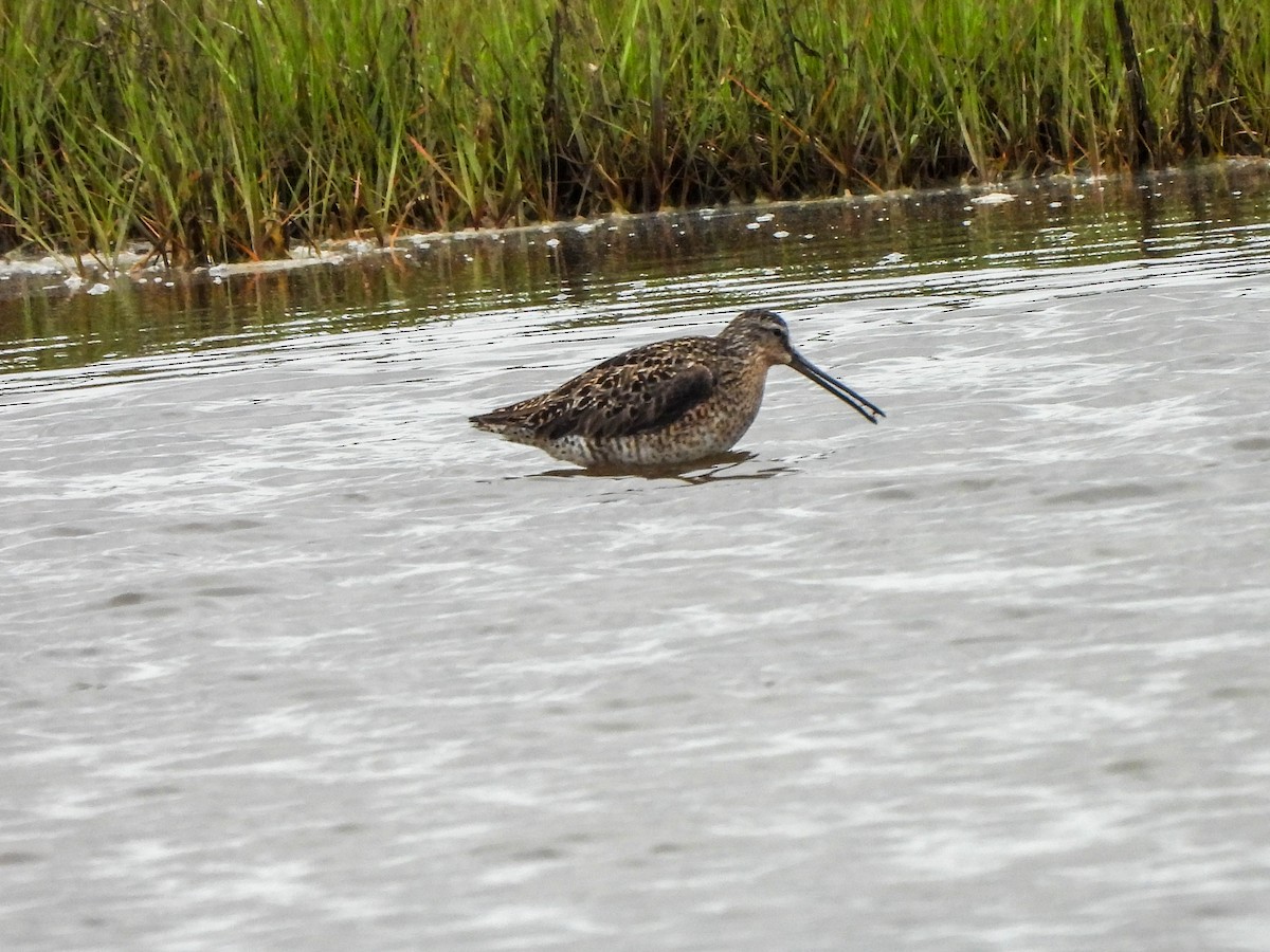 kortnebbekkasinsnipe - ML620081910