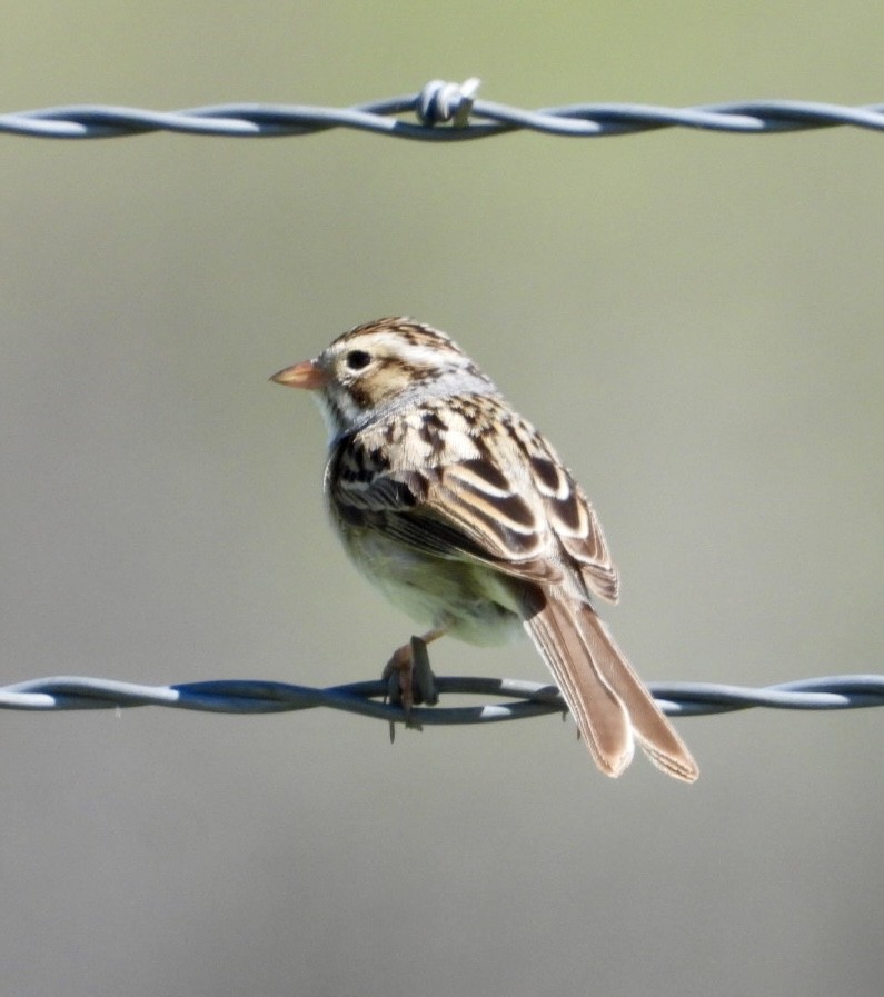 Clay-colored Sparrow - ML620081919