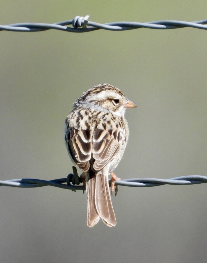 Clay-colored Sparrow - ML620081920