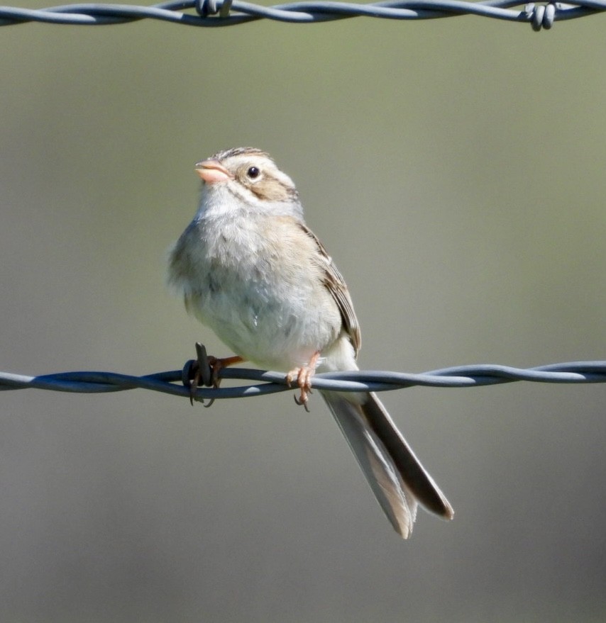 Clay-colored Sparrow - ML620081921