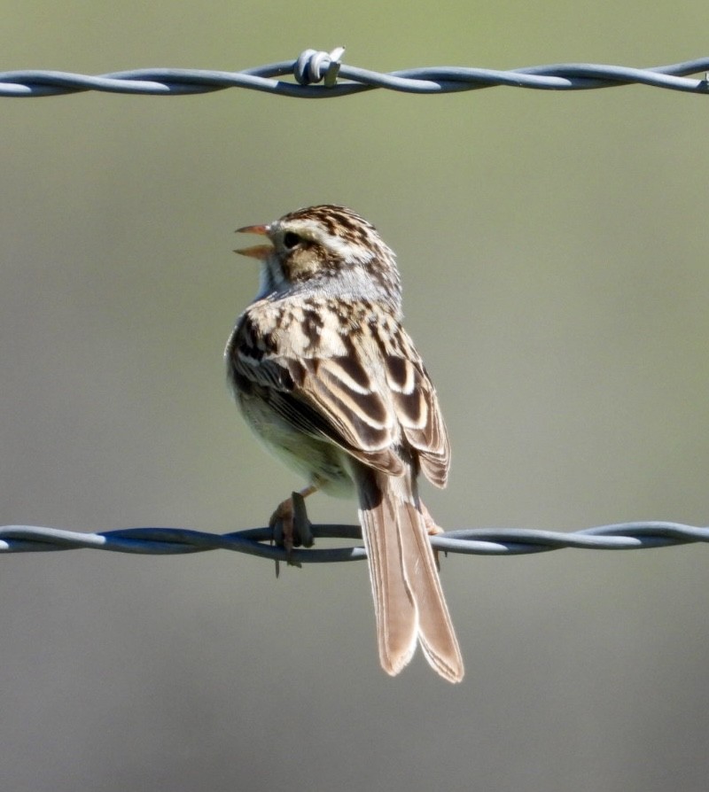 Clay-colored Sparrow - ML620081922