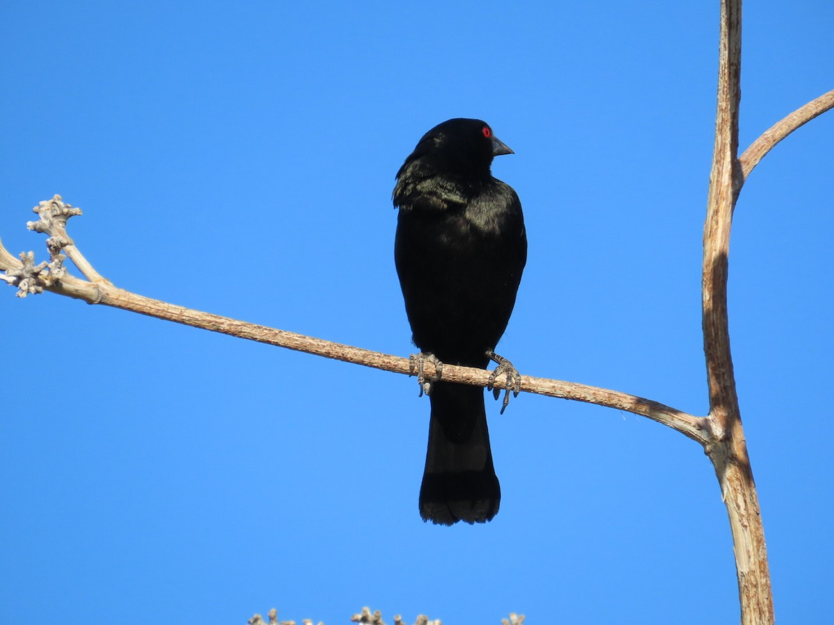 Bronzed Cowbird - ML620081923