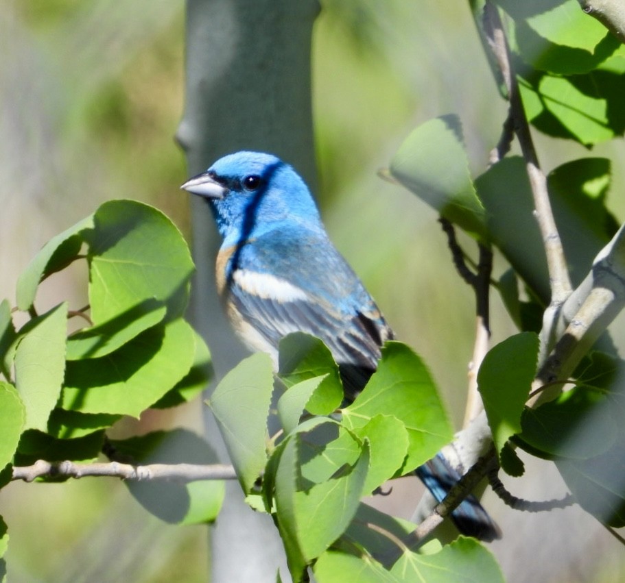 Lazuli Bunting - ML620081926