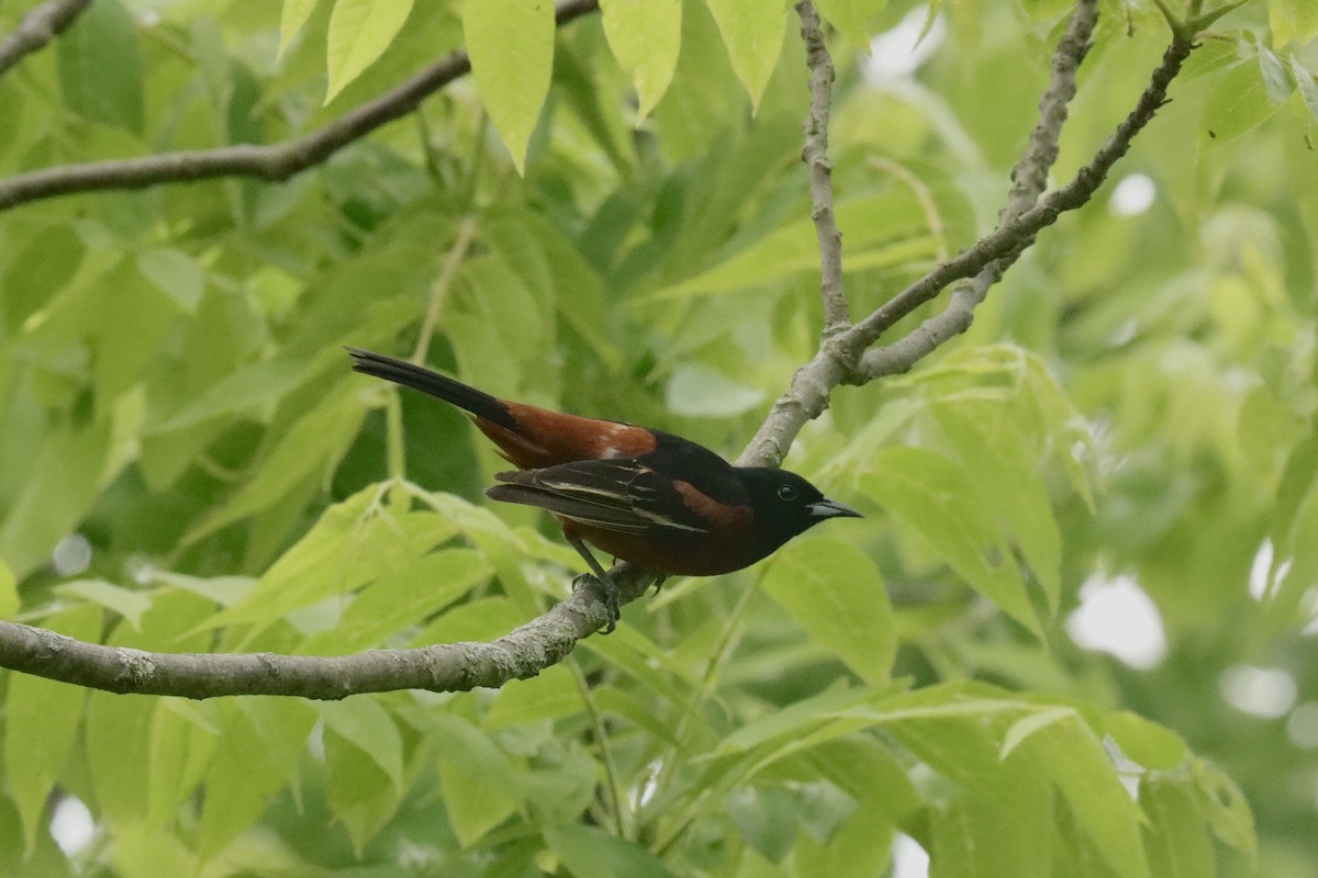 Orchard Oriole - ML620081952