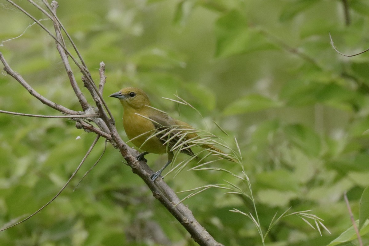 Orchard Oriole - ML620081953