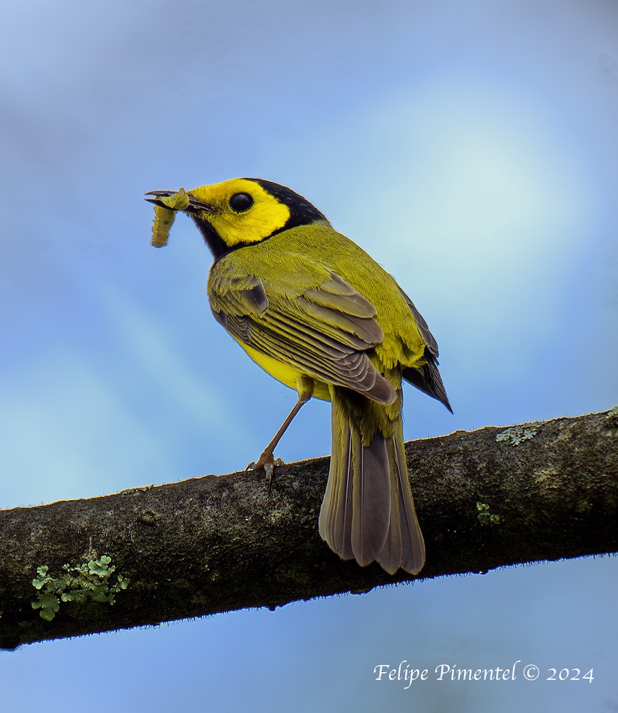 Hooded Warbler - ML620081957