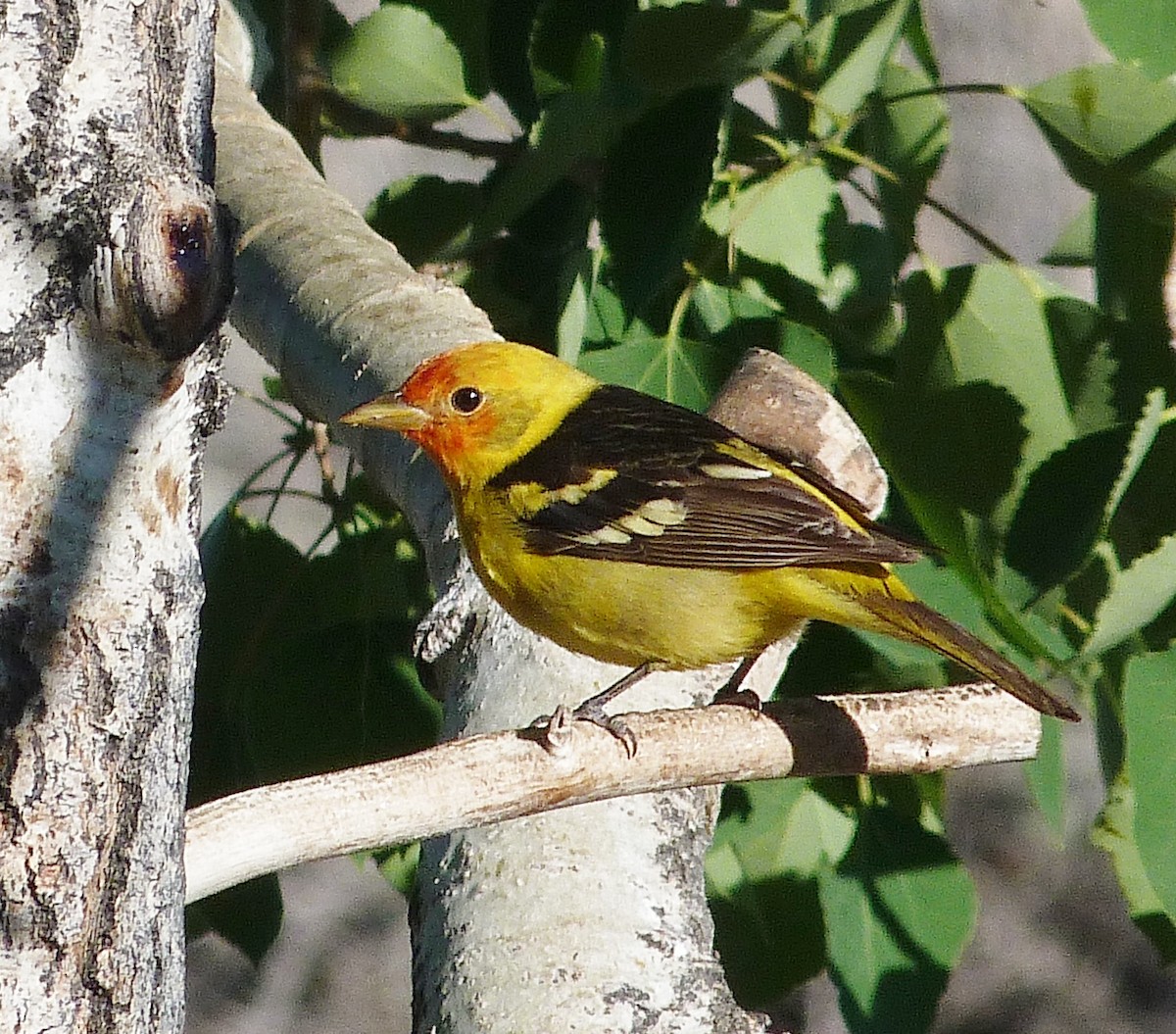 Western Tanager - ML620081960