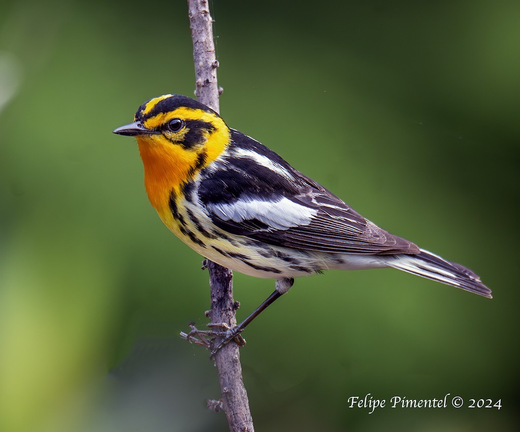 Blackburnian Warbler - ML620081965