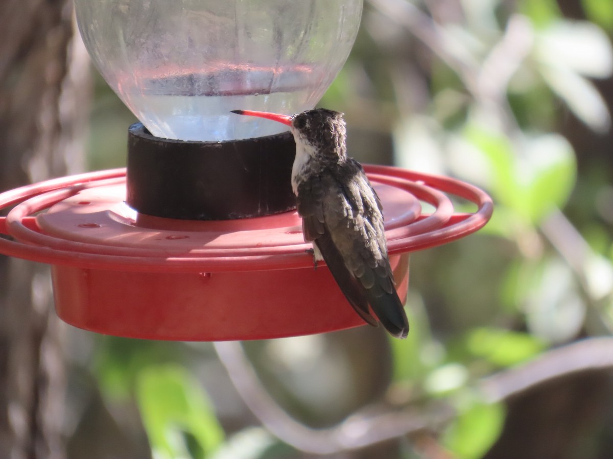 kolibřík fialovokorunkatý - ML620081968