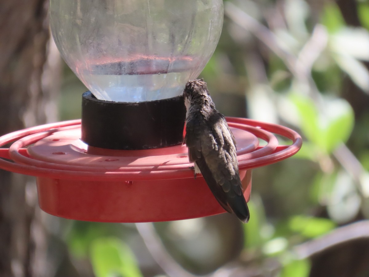 kolibřík fialovokorunkatý - ML620081970