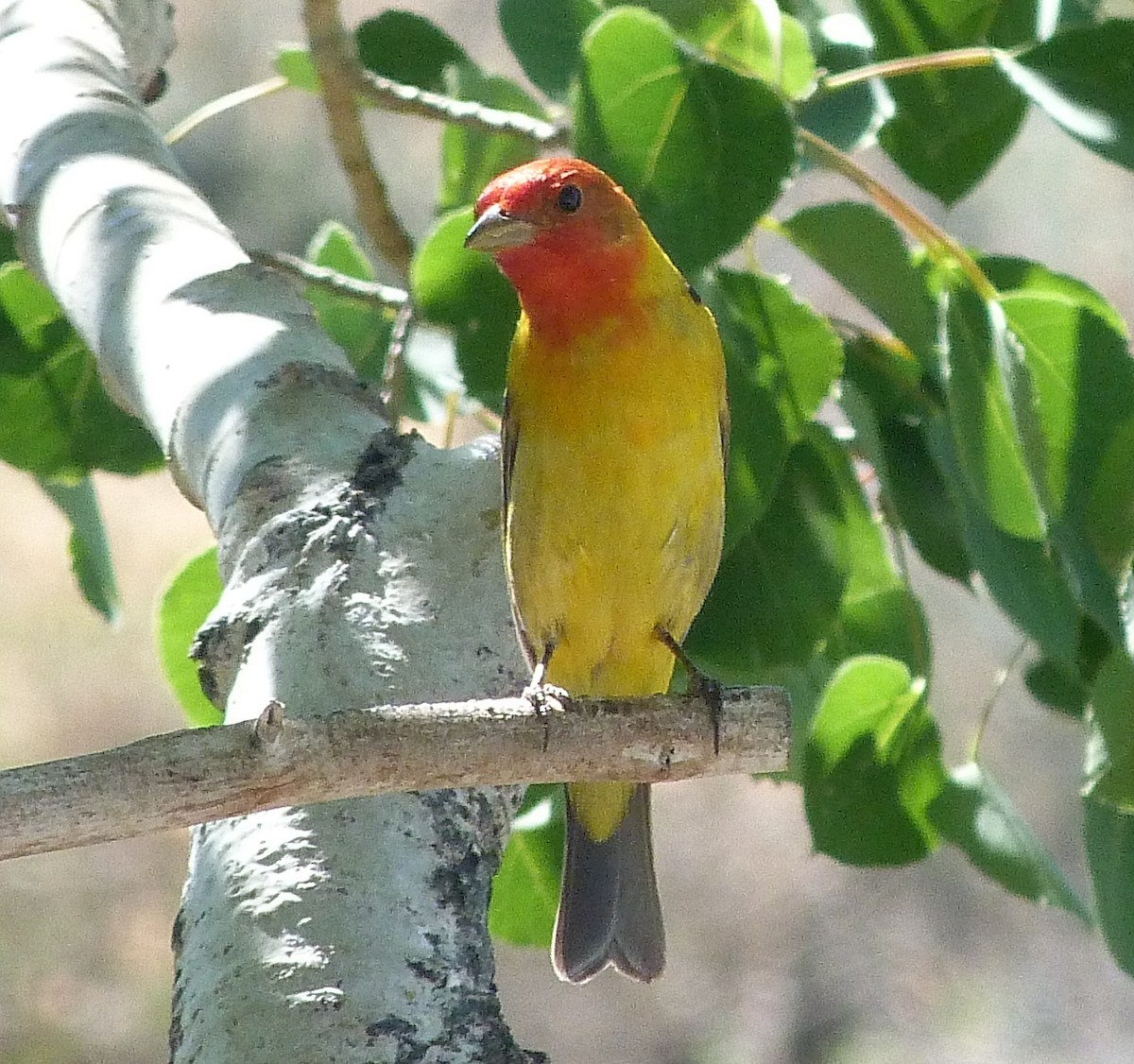 Western Tanager - ML620081972