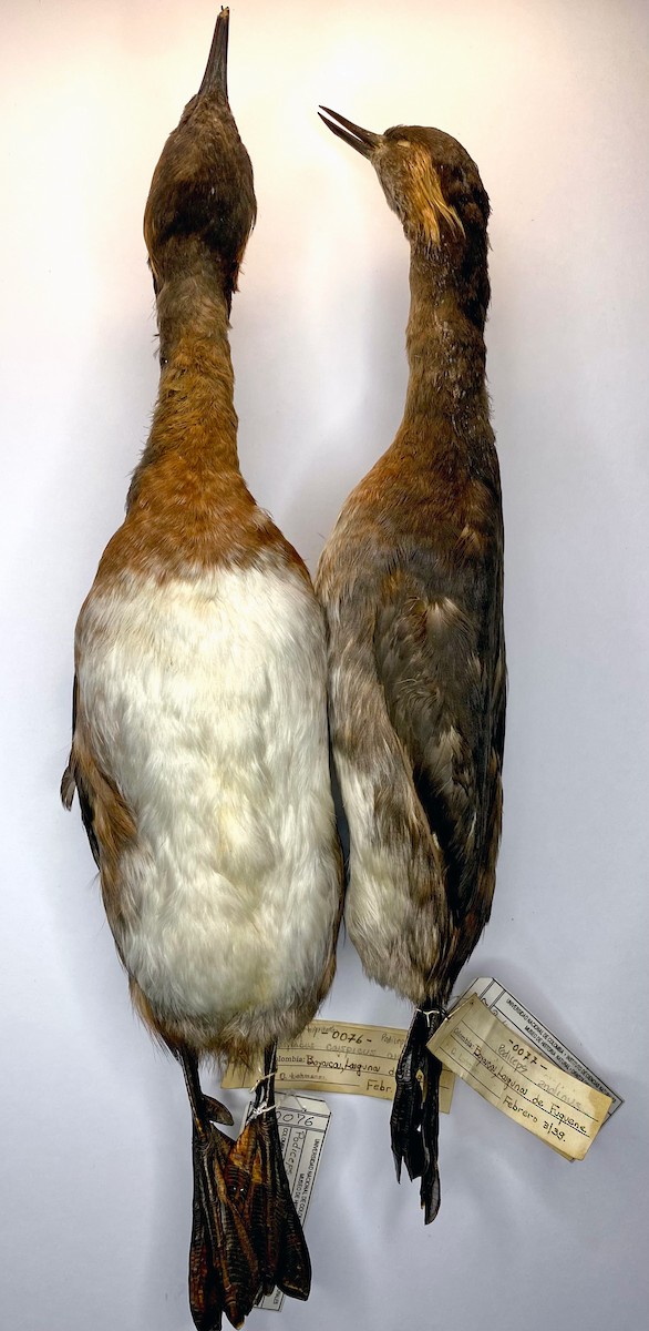 Colombian Grebe - Colección Nacional de Aves ICN-UNAL