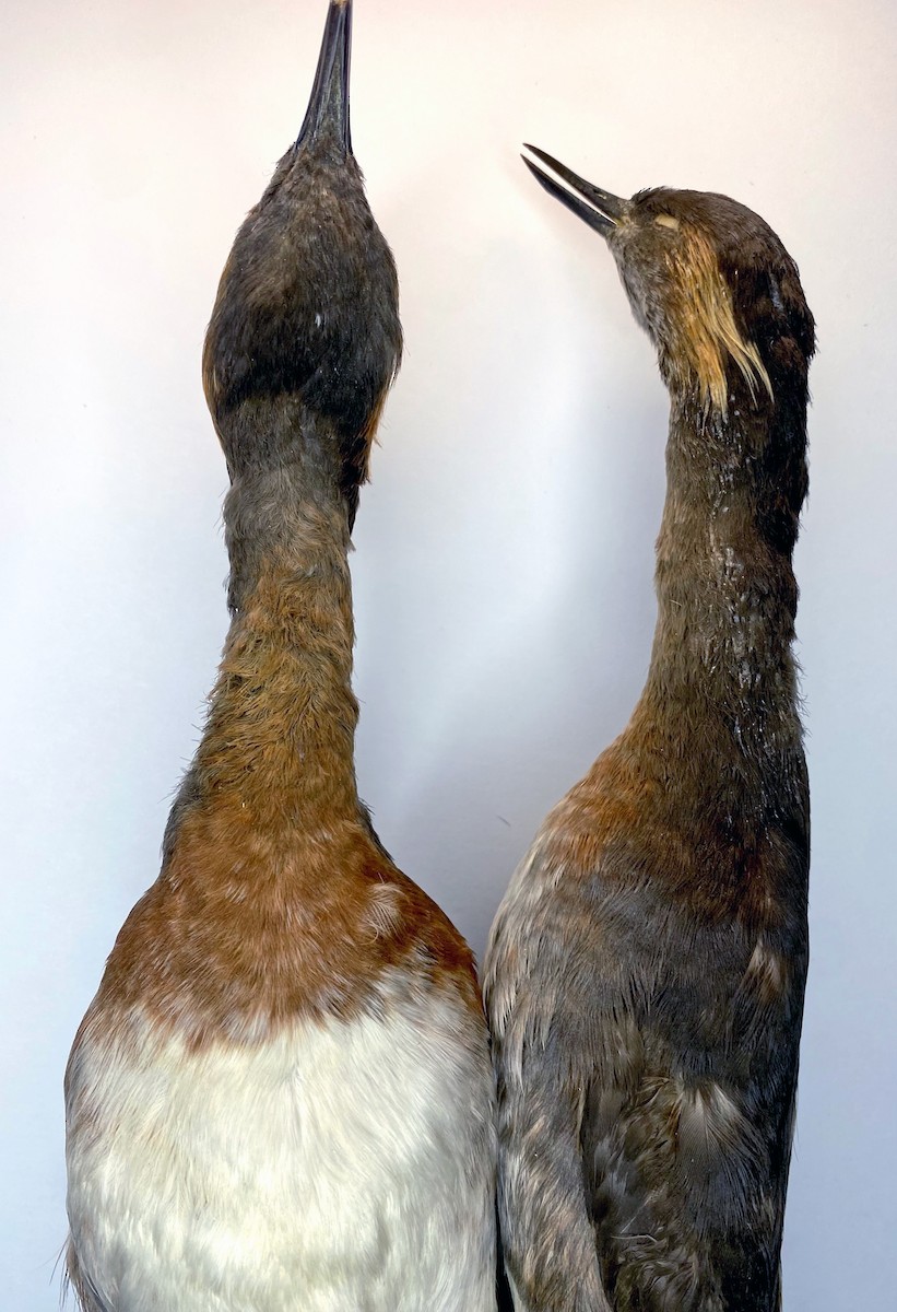 Colombian Grebe - ML620081976