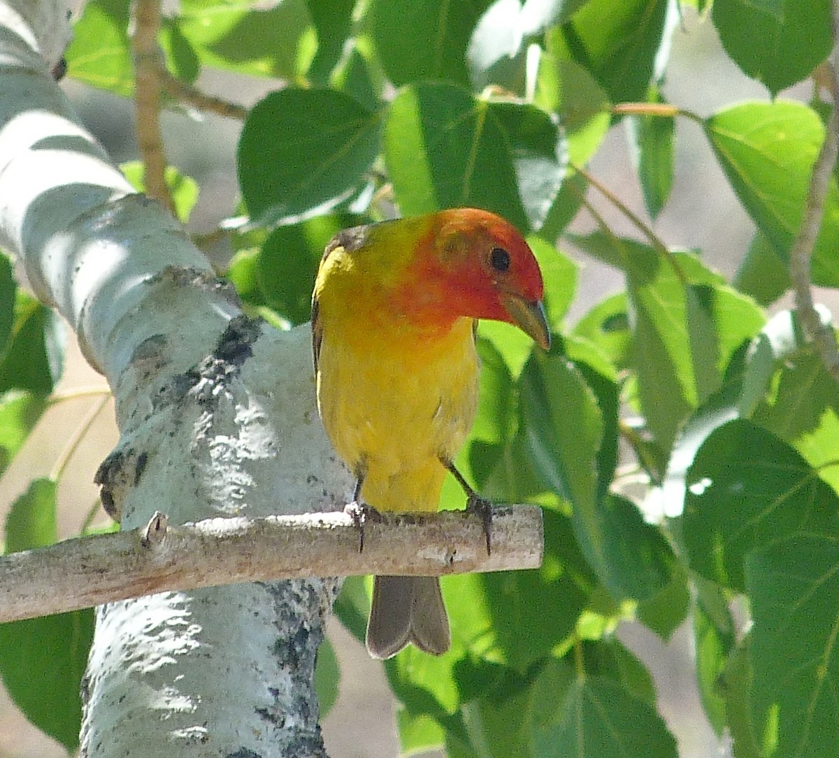 Western Tanager - ML620081981