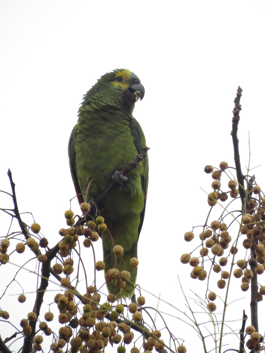 Turquoise-fronted Parrot - ML620082021