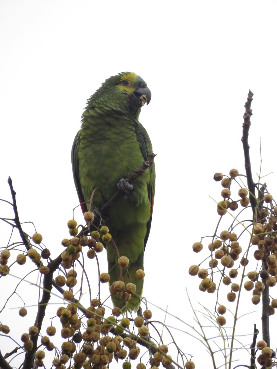 Amazona Frentiazul - ML620082021