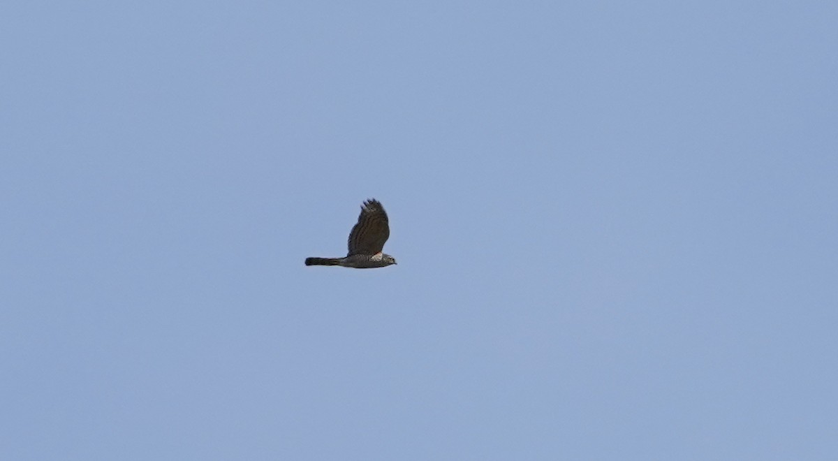 Eurasian Sparrowhawk - ML620082024