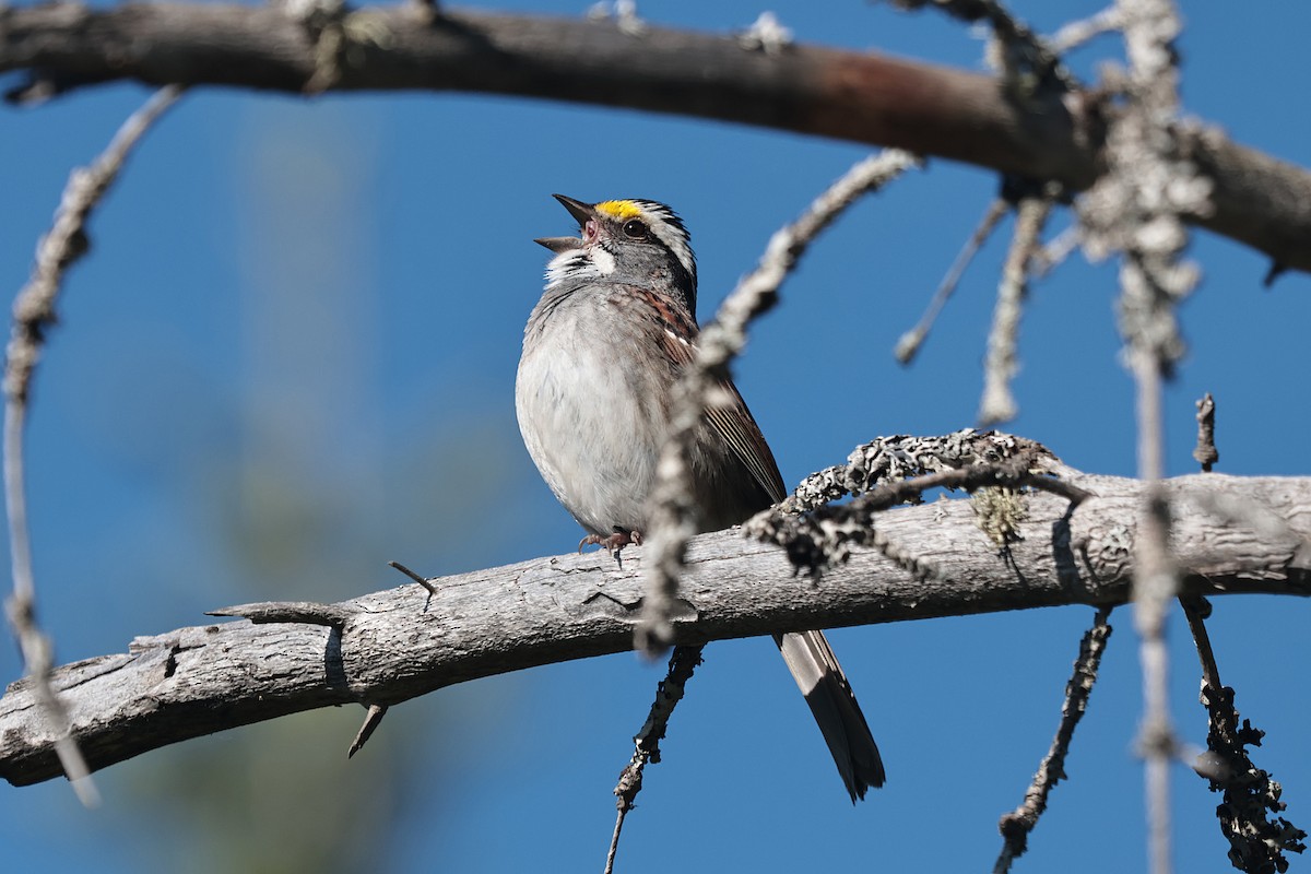 White-throated Sparrow - ML620082038