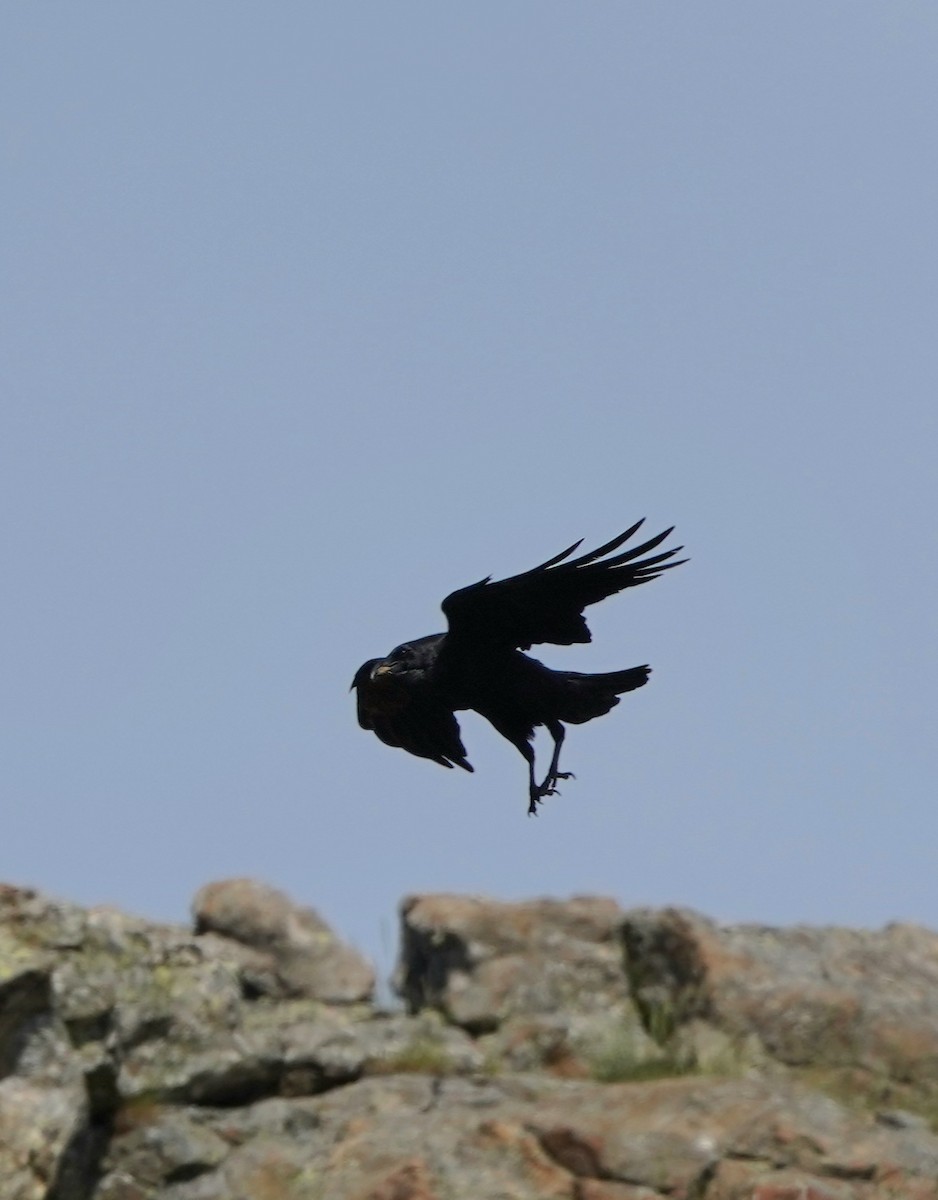 Common Raven - ML620082039