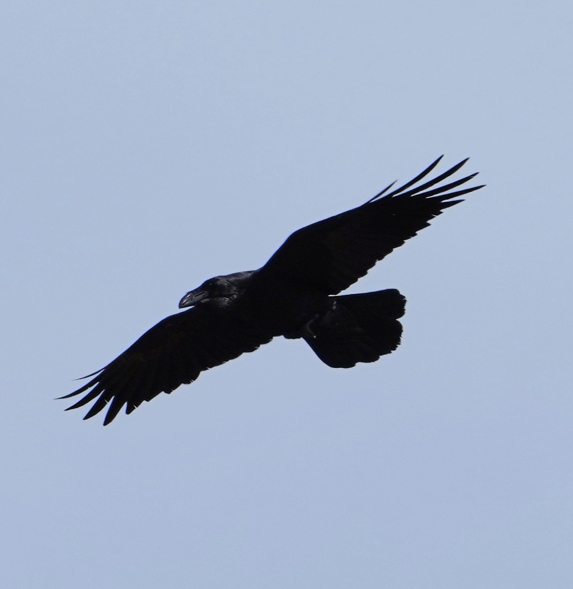 Common Raven - ML620082040