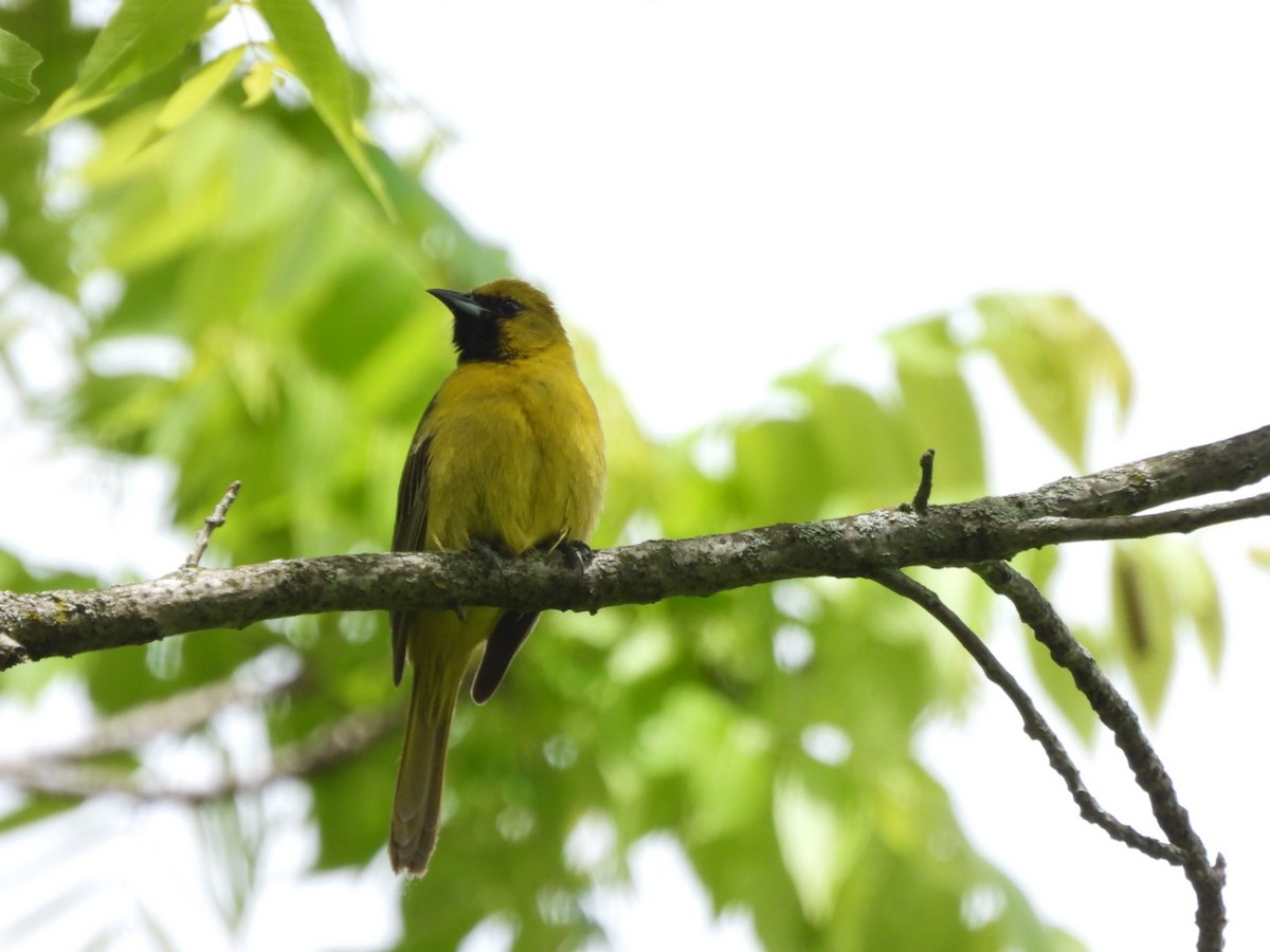 Orchard Oriole - ML620082086