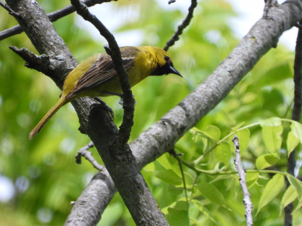 Orchard Oriole - ML620082087