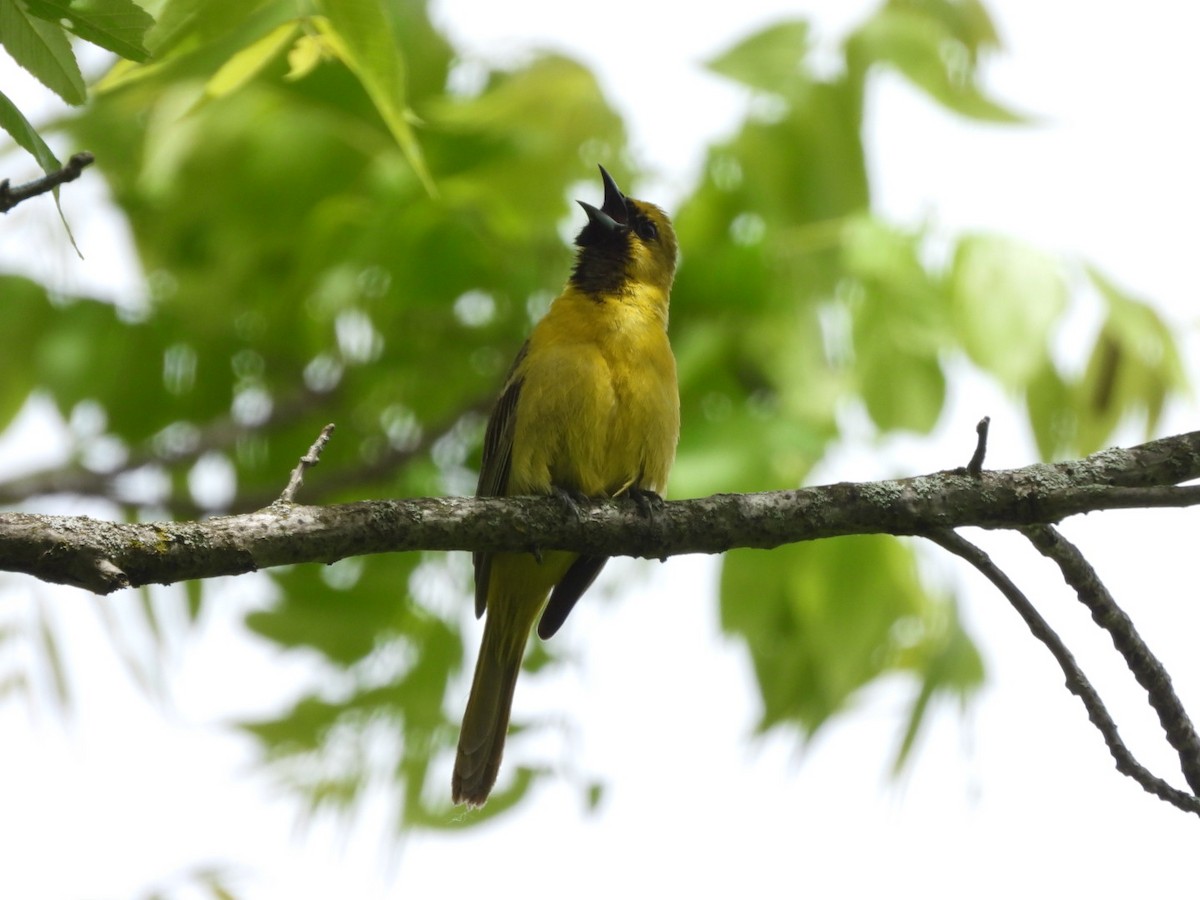 Orchard Oriole - ML620082088