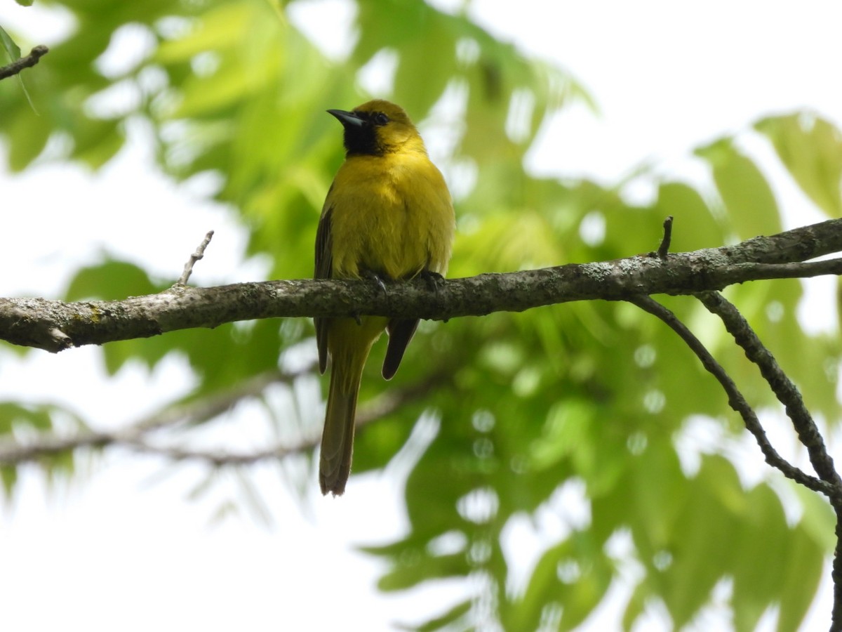 Orchard Oriole - ML620082089