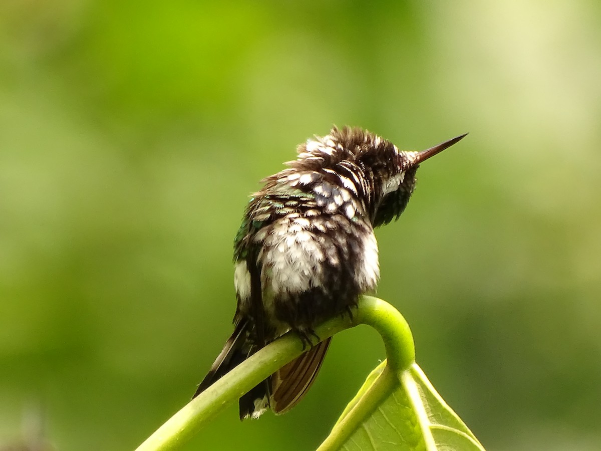 kolibřík trnoocasý - ML620082094