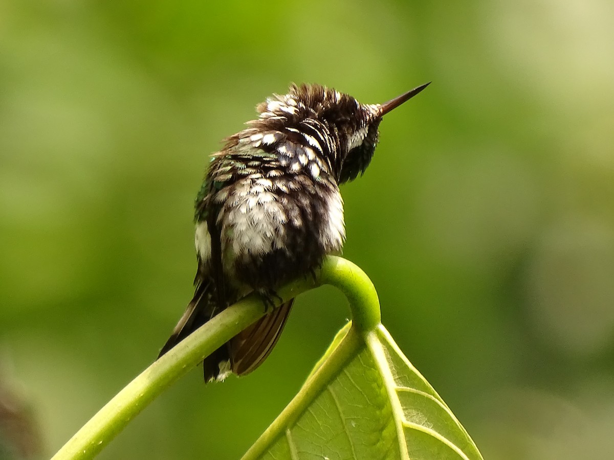 kolibřík trnoocasý - ML620082095