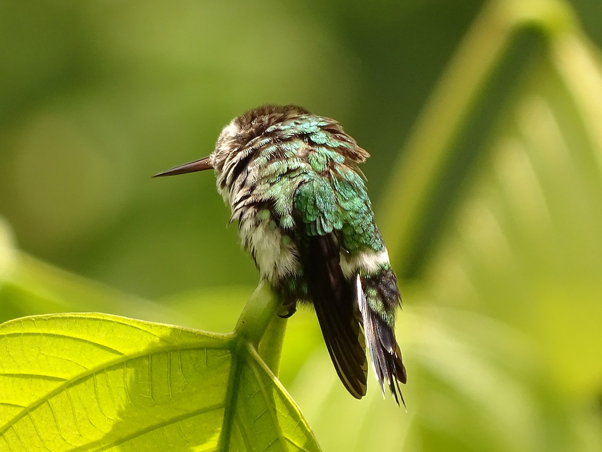 kolibřík trnoocasý - ML620082096