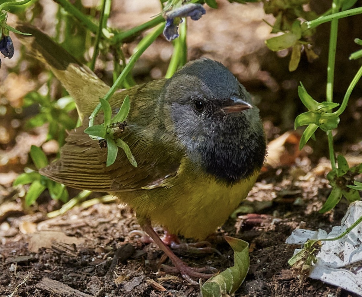 Mourning Warbler - ML620082098