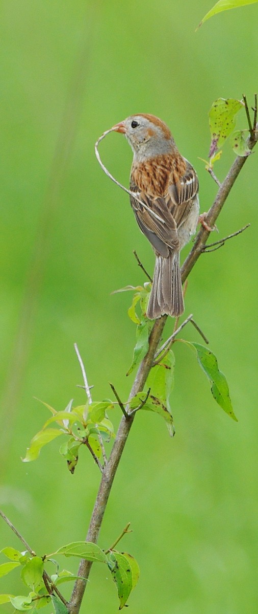 Field Sparrow - ML620082101