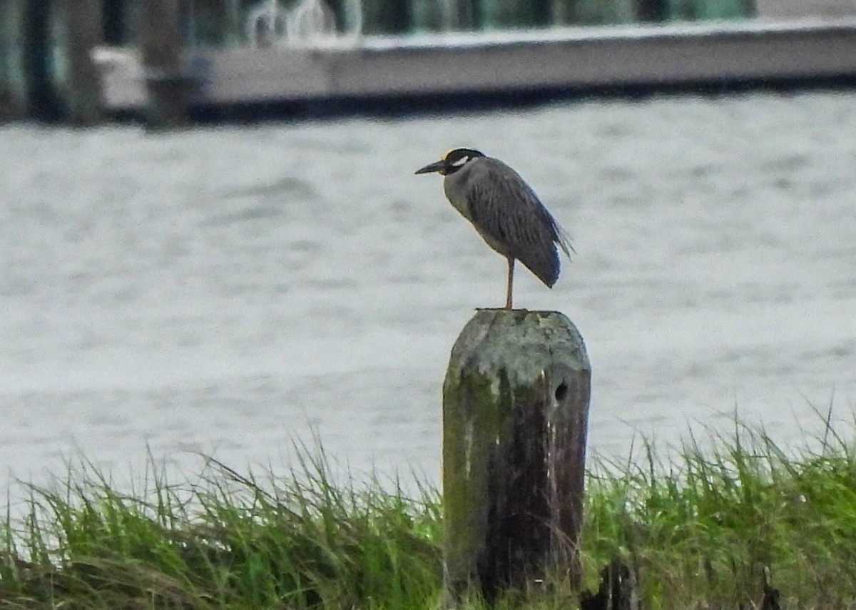 Yellow-crowned Night Heron - ML620082103