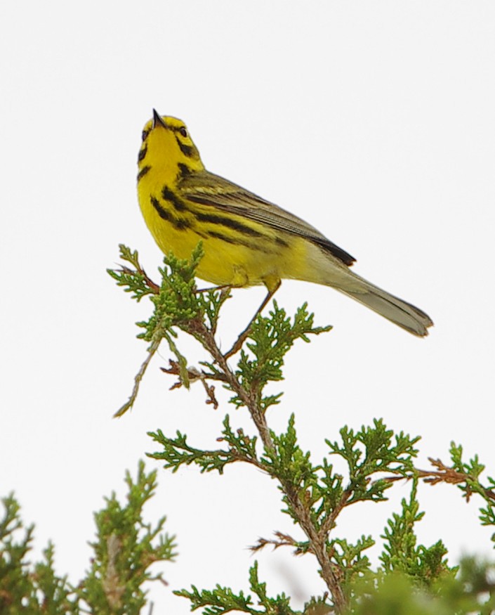 Prairie Warbler - ML620082110