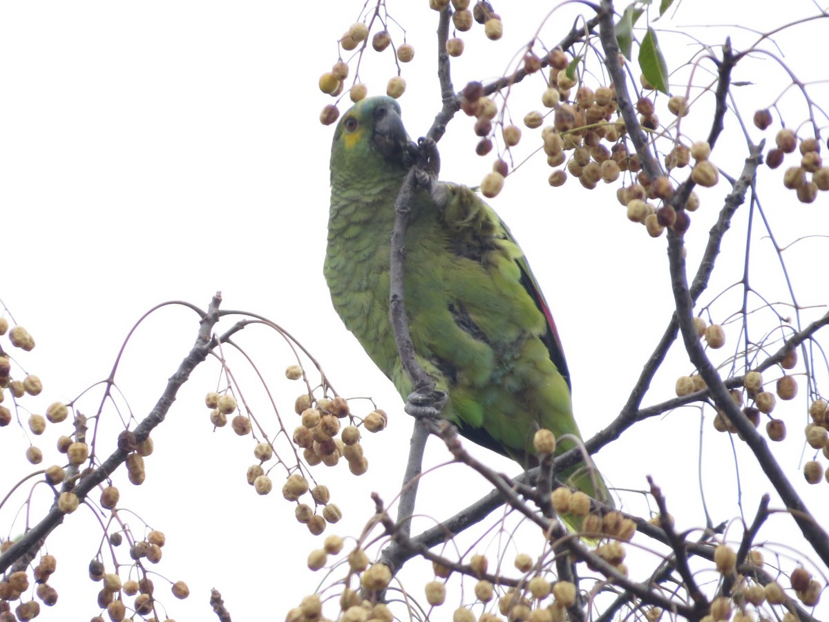 Turquoise-fronted Parrot - ML620082120