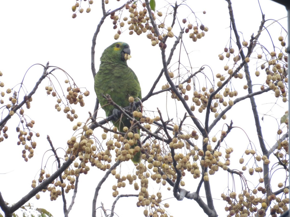 Turquoise-fronted Parrot - ML620082121