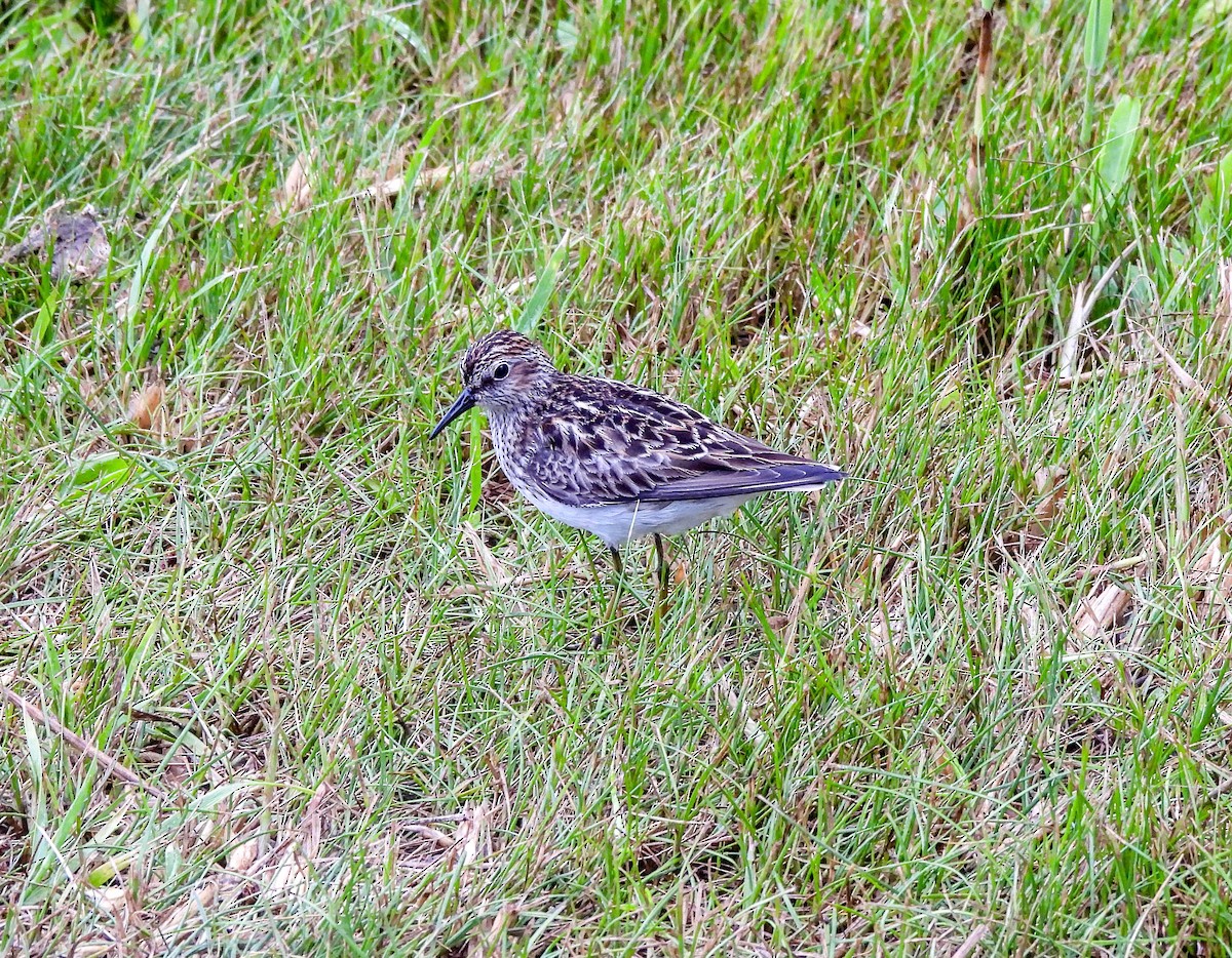 Least Sandpiper - ML620082124