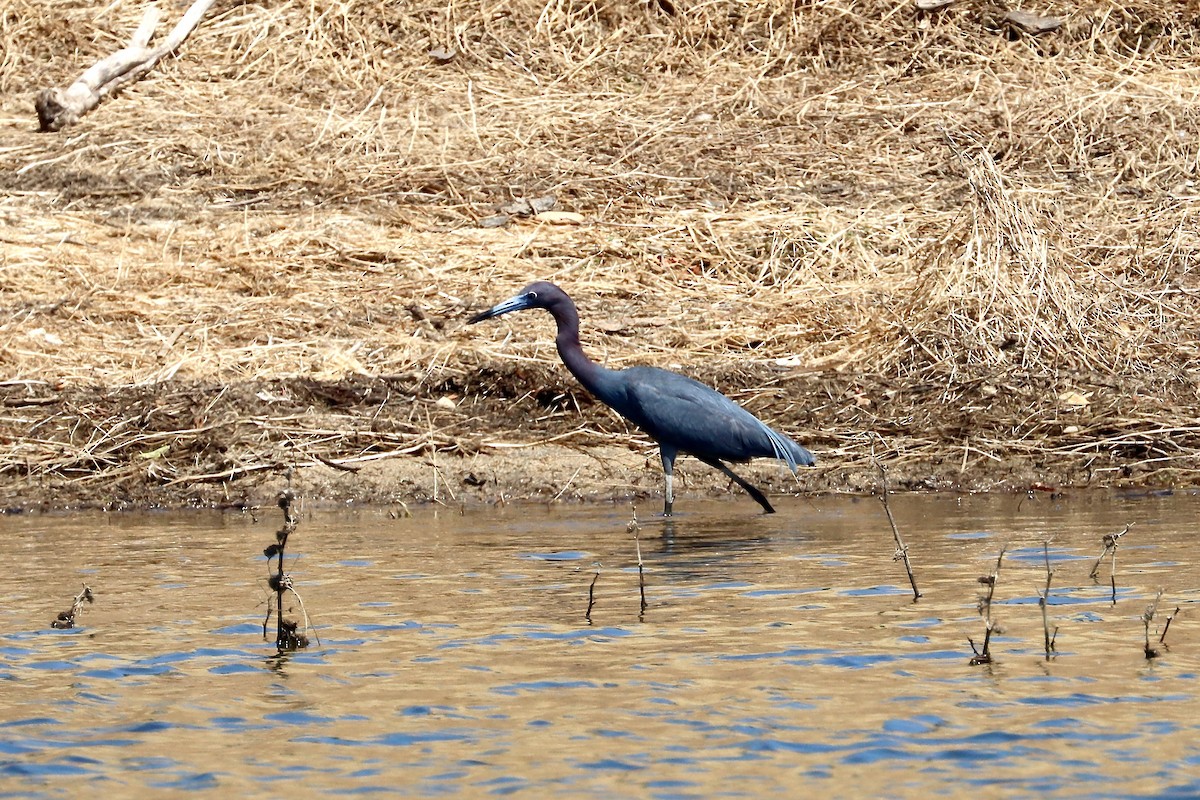 Little Blue Heron - ML620082136