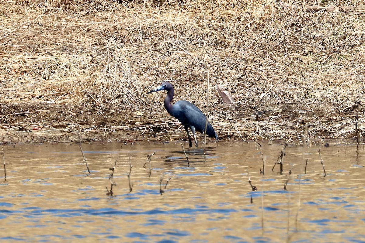 Little Blue Heron - Jeff Seay