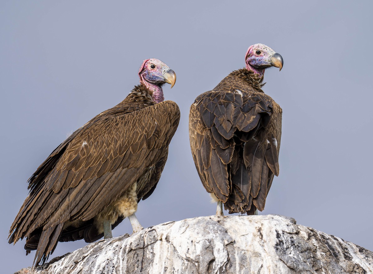 Lappet-faced Vulture - ML620082143