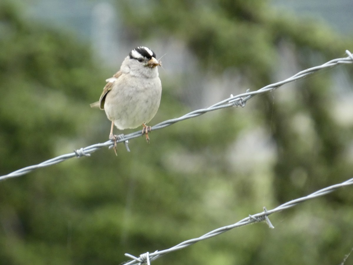 White-crowned Sparrow - ML620082144