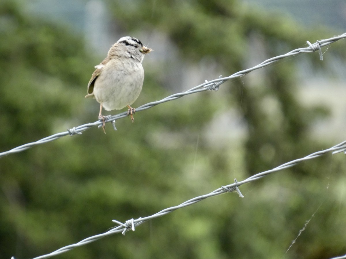 White-crowned Sparrow - ML620082145