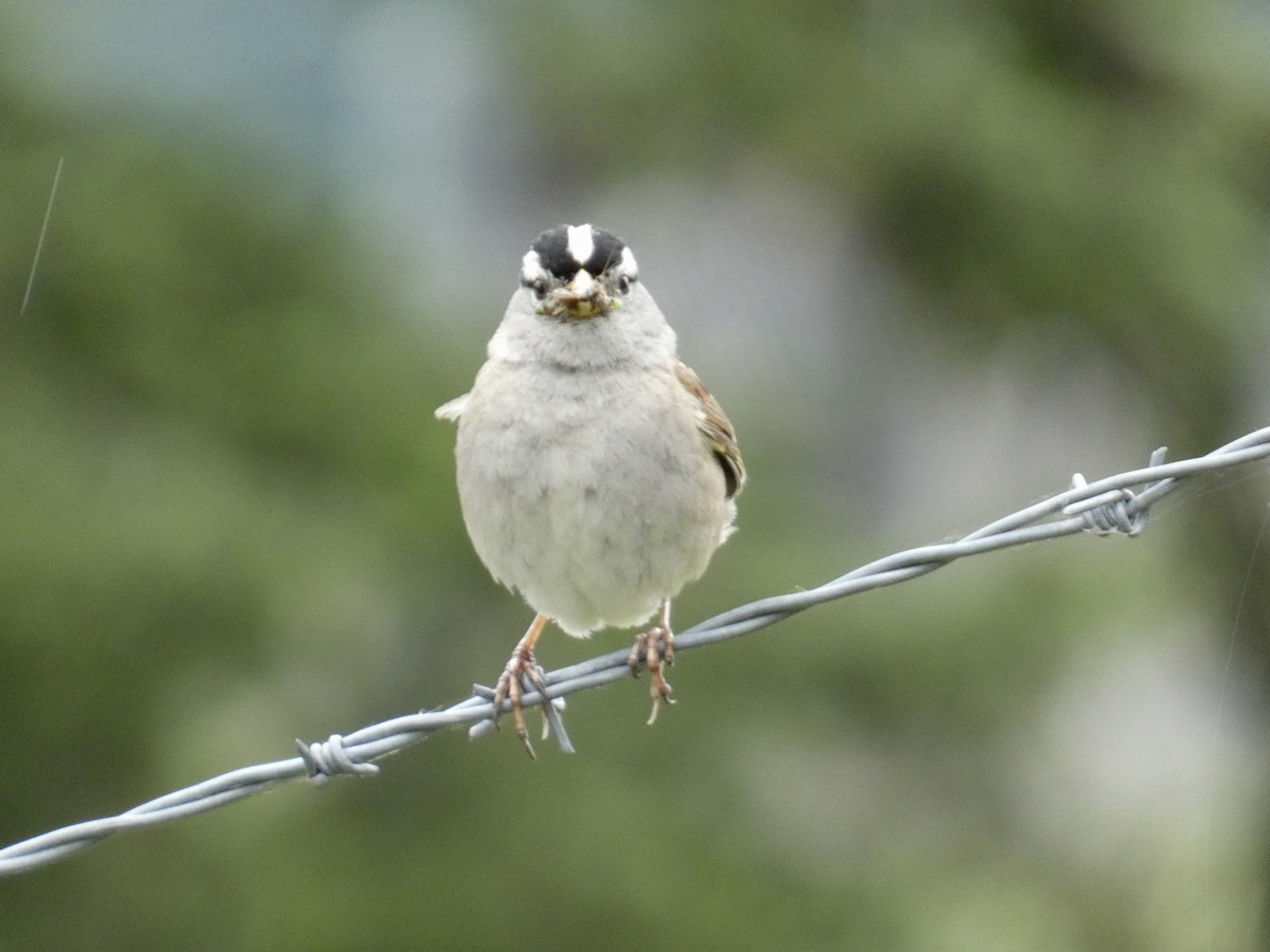 White-crowned Sparrow - ML620082146