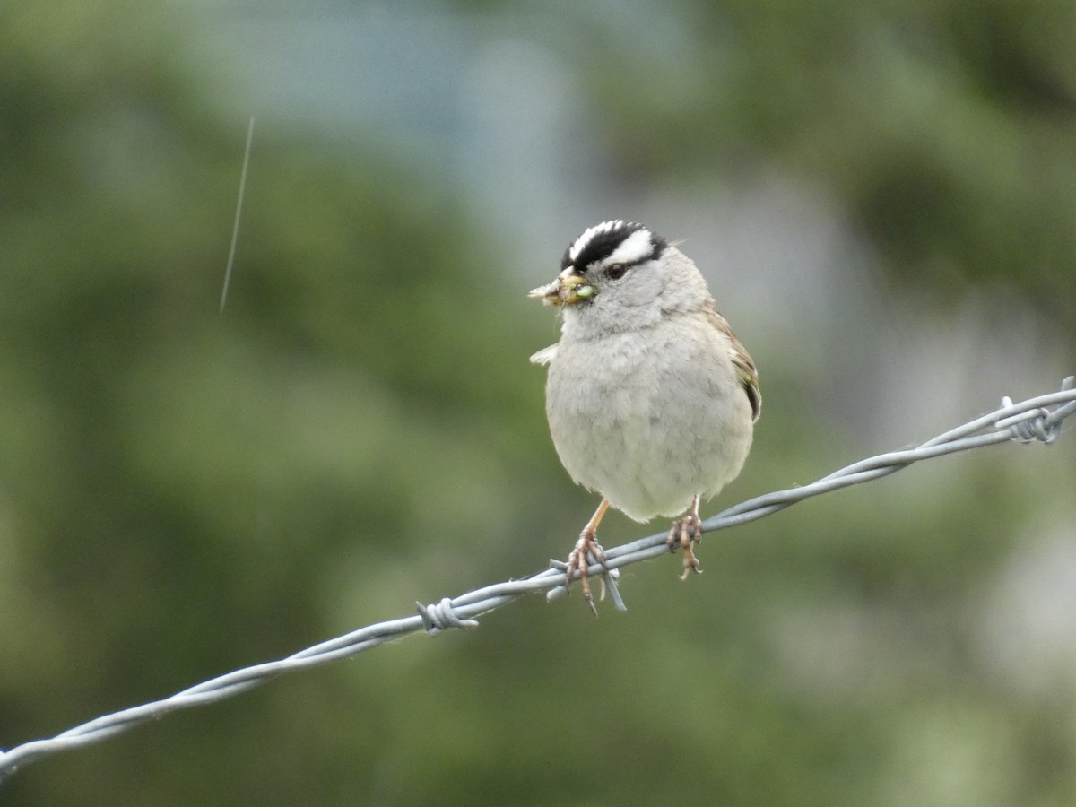 White-crowned Sparrow - ML620082147