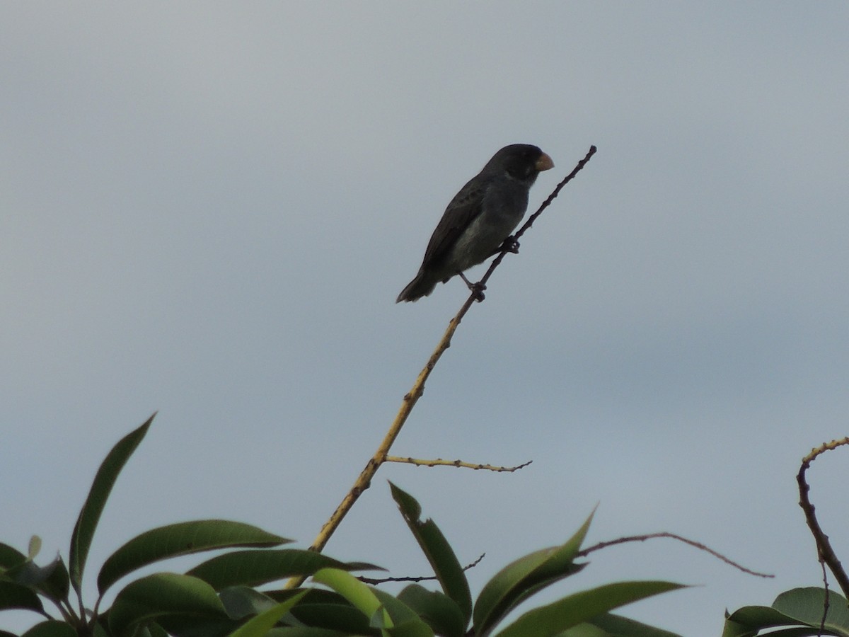 Gray Seedeater - ML620082172