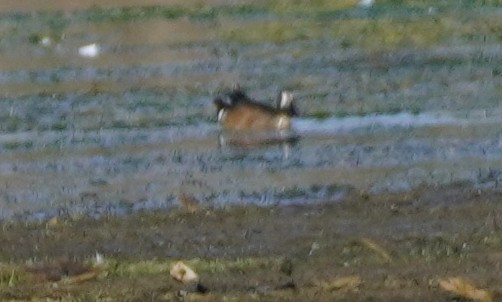 Blue-winged Teal - ML620082174